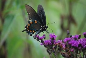 butterfly insect nature design