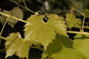 leaves greens leafy vines plants