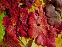 leaves autumn red texture