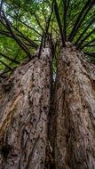 tree forest nature trees landscape
