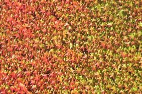 leaves autumn fall color background