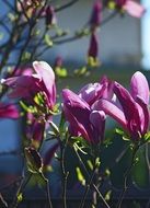 purple magnolia flowers