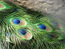 peacock feathers tail plumage