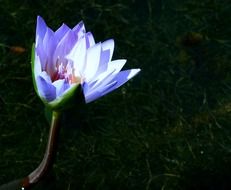 water lily plants blossoms