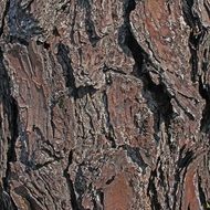 bark tree nature wood rough