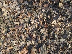 leaves leaf texture nature