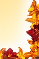 daylily orange red yellow color summer flowers greeting card