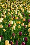 purple yellow tulips tulip green