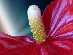 calla lily red anthurium adreanum