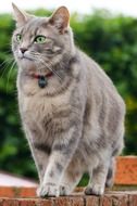 adorable domestic cat with green eyes