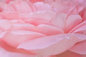rose bloom leaves flower
