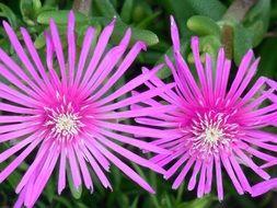 nature flower purple pink flora