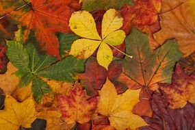 background of colorful autumn leaves