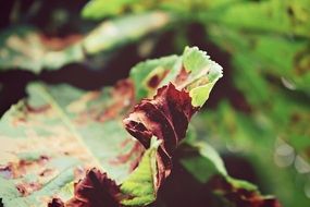 leaves in the beginning of autumn