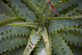 plants leaf nature green natural