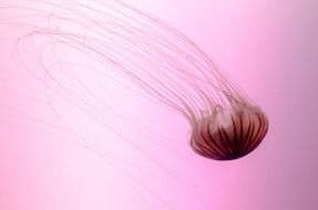 fish isolated aquatic tropical