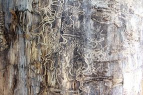 termite tracks tree damage nature