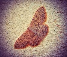 moth wall butterfly texture