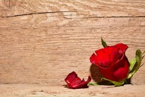 bud of rose on the background of wooden plank