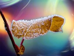 frosted leaf fantasy