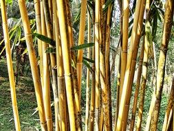 bush bamboo with green leaves