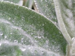 raindrops leaves nature garden