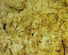 paper background banana bark