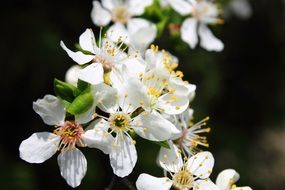 flowers and mirabelle plums spring