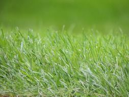 grass green meadow nature