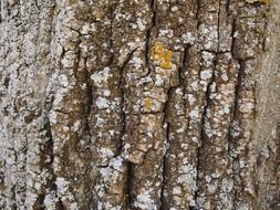 trunk wood texture cracks tree