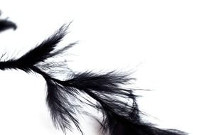 feathers texture soft airy black