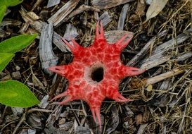 stink horn fungus brown red wet
