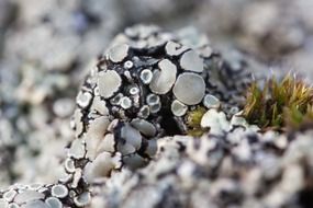 lichen grey beige green moss