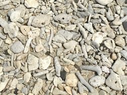 coral stones beach sand