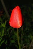 tulip blossom bloom flower spring
