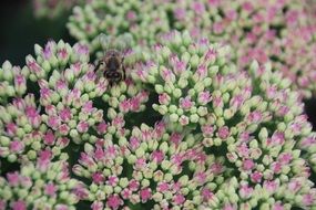 flowers background stonecrop red