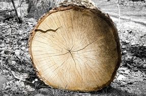 wood log tree rings timber lumber