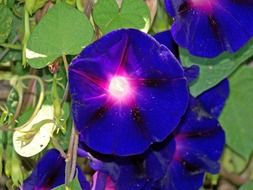 morning glory flowers blue