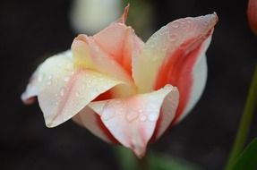 drops of dew on the petals of a tulip