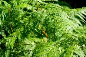 fern plant lush green vegetation
