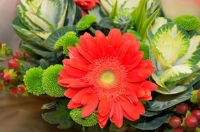 flowers plants nature macro