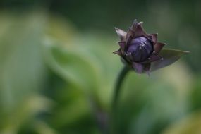 nature hostname flowers flower