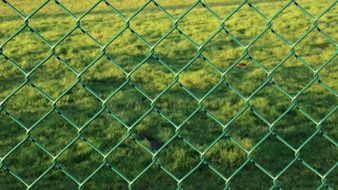 fence wire mesh green