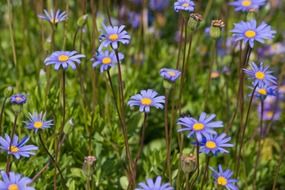 flowers background blue floral