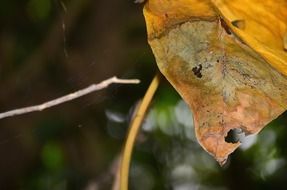 leaf withered leaves green macro