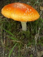 mushrooms toadstool fungus growing