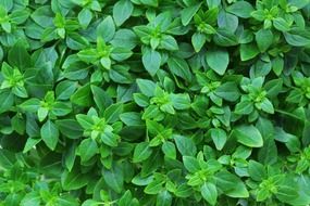 aroma green color fresh italian basil