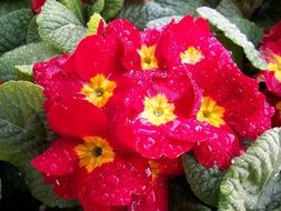 flower red blossom floral petal