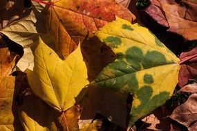 golden maple autumn foliage