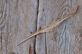 blade of grass dried deco wood